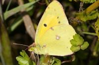 Colias crocea