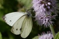Pieris napi