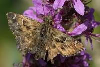 Carcharodus alceae