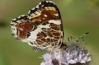 Araschnia levana