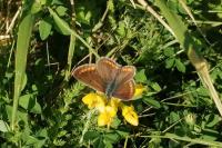 Aricia agestis