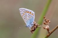 Polyommatus icarus