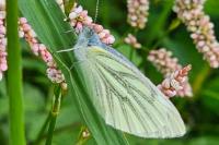 Pieris napi