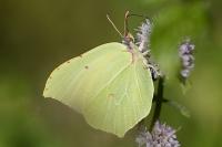 Gonepteryx rhamni