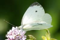 Pieris napi