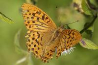 Argynnis paphia