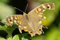 Pararge aegeria