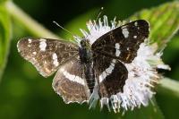 Araschnia levana