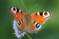Aglais io