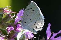 Celastrina argiolus