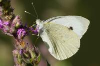 Pieris brassicae
