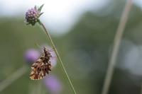 Boloria dia