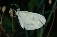 Leptidea sinapis