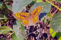 Lasiommata megera