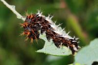 Polygonia c-album