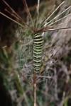 Papilio machaon