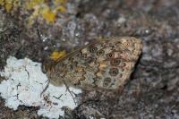 Lasiommata megera