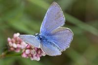 Polyommatus icarus