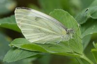 Pieris napi
