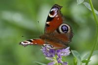 Aglais io