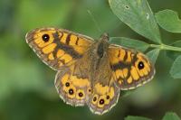 Lasiommata megera