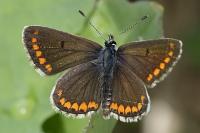 Aricia agestis