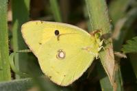 Colias crocea