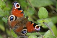 Aglais io