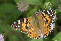Vanessa cardui