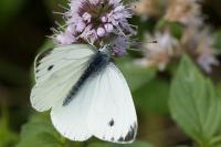 Pieris napi