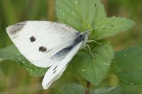 Pieris rapae