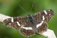 Araschnia levana