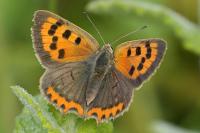 Lycaena phlaeas