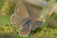 Polyommatus icarus