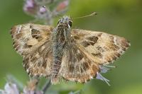 Carcharodus alceae