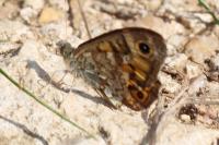 Lasiommata megera