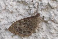 Lasiommata megera
