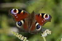Aglais io