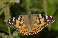 Vanessa cardui