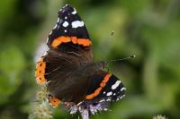 Vanessa atalanta