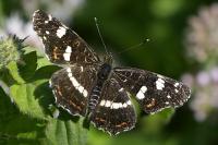 Araschnia levana