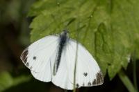 Pieris napi