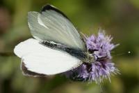 Pieris brassicae