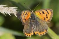 Lycaena phlaeas