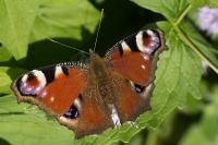 Aglais io