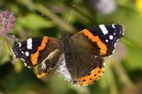 Vanessa atalanta