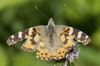 Vanessa cardui