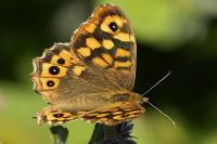 Pararge aegeria