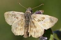Carcharodus alceae