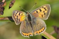 Lycaena phlaeas